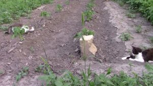 19_06_2021_Мои котята.mp4