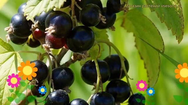 Смородина черная Черный жемчуг. Краткий обзор, описание характеристик ribes nigrum Chernyi zhemchug смотреть онлайн