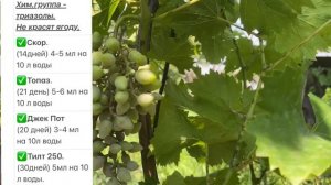 Как не допустить, побороть оидиум на винограде!!!