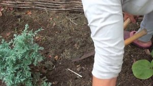 Надо ли обрезать хосты осенью ?