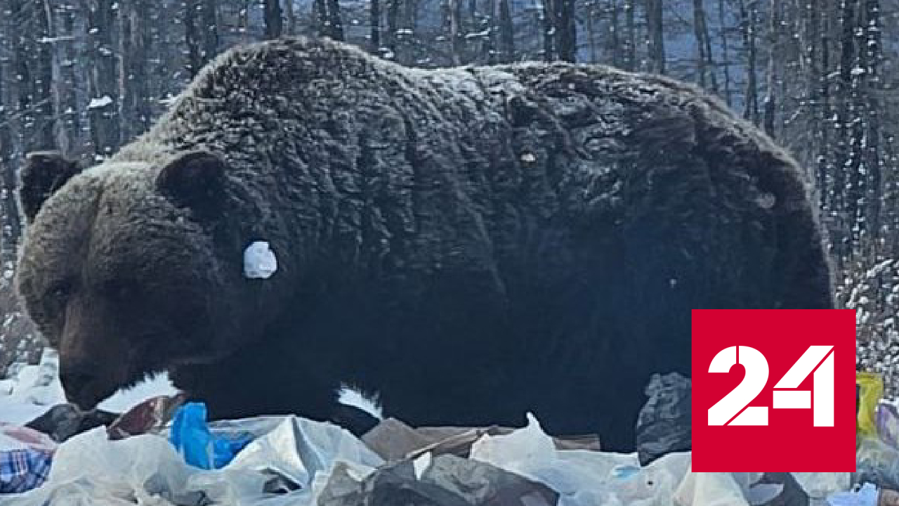 Медведи якутия напали. Медведь шатун фото. Видео медведь в Якутии. Замечен медведь.