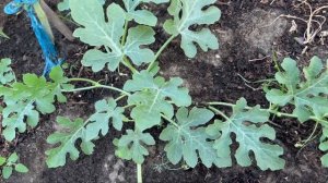 Как вырастить большой урожай вкусных арбузов . ОСНОВЫ ПРИ ФОРМИРОВАНИИ И ВЫРАЩИВАНИИ АРБУЗА.