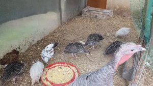 Месячные  индюшата и цыплята ливенские ситцевые