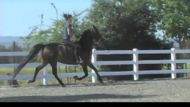 SILVER CREEK MORGAN HORSE FARM - CALIFORNIA смотреть онлайн