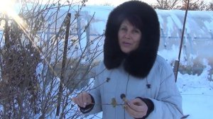 Заготовка семян гибискуса сирийского (древовидного).