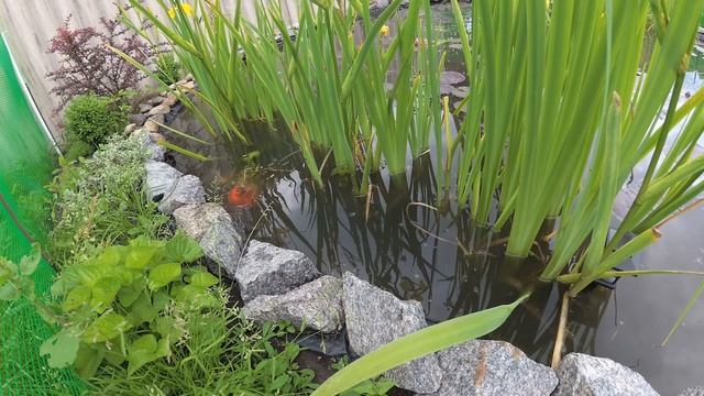 Первый нерест карпа кои и комет
