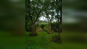 Солитёрная посадка