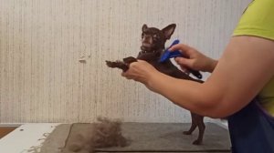 Фурминатор и чихуахуа. Избавляемся от подшерстка в линьке./ Экспресс-линька.