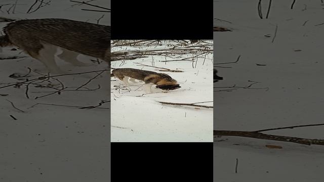 Кто не спрятался я не виноват#Shorts