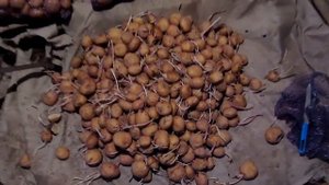 Картофель после фитофторы ХРАНЕНИЕ