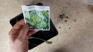 Выращивание шпината: шпинат без фитолампы. Шпинат 2022