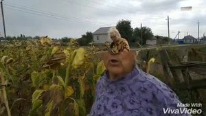 Как убирают подсолнух в деревне.