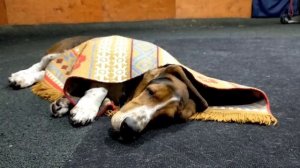 Бассет-хаунд .Особенности характера и дрессировки . Трюки / Bassethound .Circus training . Tricks .