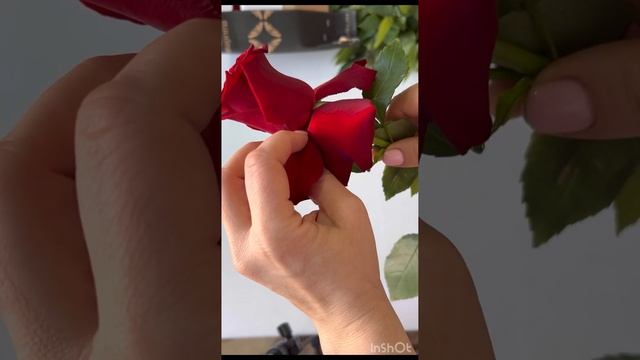 Вывернутые розы. Французские розы. Как мы выворачиваем цветок в своих цветочных.