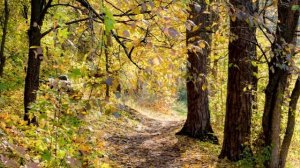 "НЕСКОЛЬКО ОСЕННИХ МГНОВЕНИЙ"... (Фото Юрия Морозова (Рязань), музыка Кристины Буджиашвили)