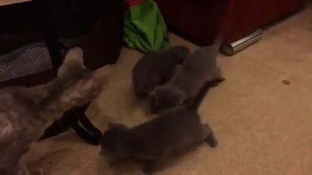 Маленькие русские голубые котята смотреть онлайн