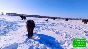 Обзор жерёбых кобыл, Жеребцов и жеребят.|Март самый сложный месяц .