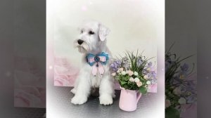 цвергшнауцер Чижик