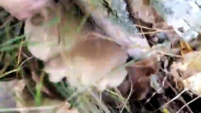 Сыроешки под соснами и вешенки на тополином валежнике !!! смотреть онлайн