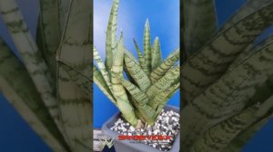 Sansevieria 'Tough Lady'