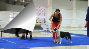 Dogs show "Алматы Весенний"  Выставка собак. Часть 3