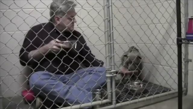 Испуганная собака в приюте отказывалась есть Тогда ветеринар разделил завтрак вместе с ней И случ смотреть онлайн