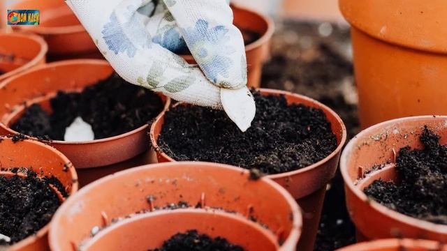 7 способов ускорить проращивание семян / Народные рецепты.