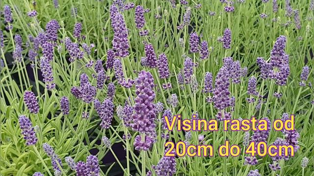 Lavandula angustifolia Aromatico @opgpodvorec9541 смотреть онлайн