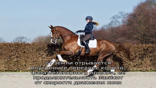 Галоп – самый быстрый аллюр смотреть онлайн