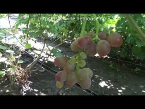 Сорта винограда 2018. Мускат Z-10 -  сигнальный урожай