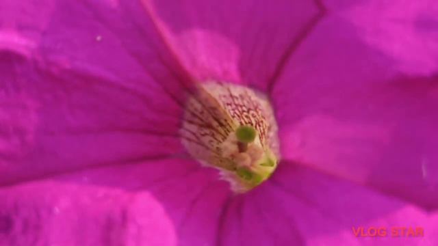 How Beautiful My Rooftop Garden ll Rooftop garden overviews @SuniRio's world смотреть онлайн