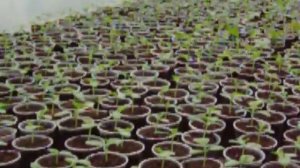 100квт   пиролизный котел для опалення теплиц