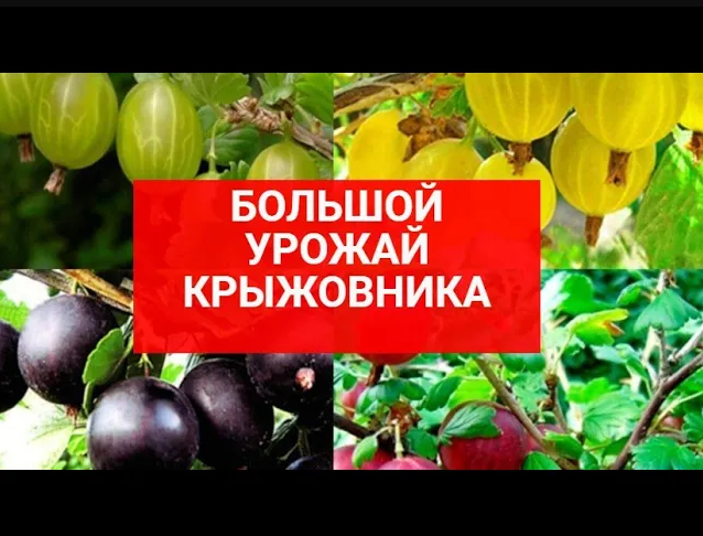 3 старых способа как всегда, получать большой урожай Крыжовника