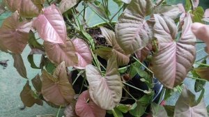 Não plante Singonio Rosa sem antes ver esse vídeo! Syngonium Angustatum Neon Robusta.