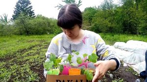 СКРУЧИВАЮТСЯ, ДЕФОРМИРУЮТСЯ, СОХНУТ ЛИСТЬЯ У РАССАДЫ ОГУРЦОВ, ЧТО ДЕЛАТЬ? (3)