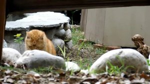 Nikon CoolPix B500 Video test + pictures