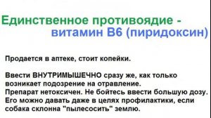 что делать если отравилась собака