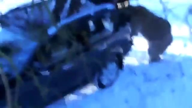 Медведь напал на рыбаков!.flv смотреть онлайн