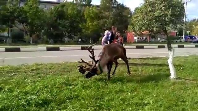 День города Большой Камень