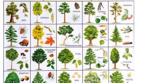 Русский язык. 2 класс. В.П. Канакина. 2 часть, стр. 33 упр. 56