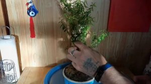 Формировка БОНСАЙ стиль ТРИ БРАТА. Formation BONSAI style THREE BROTHERS