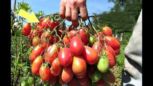 Лучшие сорта помидор без пасынкования для открытого грунта средней полосы России!