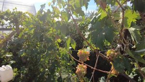 Нашли самый вкусный виноград в Крыму - село Константиновка