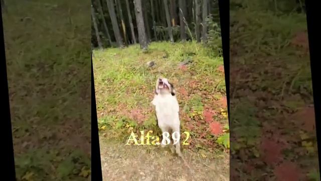 эдит Бордер-колли и Аусси 😍🌿 смотреть онлайн