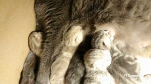 Kittens Кошка родила котят  #Kittens #Cat #Котята