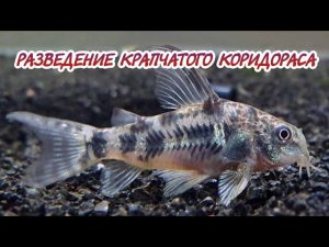 РАЗВЕДЕНИЕ КРАПЧАТОГО КОРИДОРАСА.