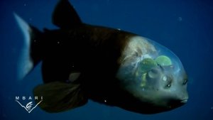 Страшные и загадочные обитатели морских глубин