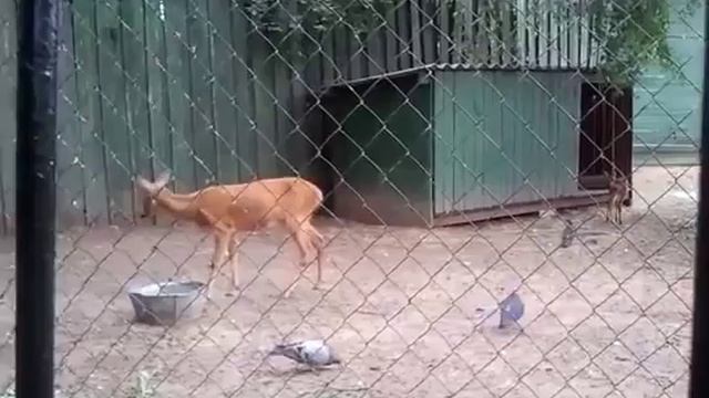 олененок смотреть онлайн