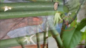 Как посадить розу из букета в домашних условиях