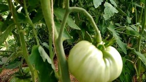 Как сохранить влагу в теплице, при долгом отсутствии на даче